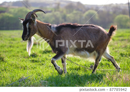 Domestic milk goat with long beard and horns grazing on green farm pasture on summer day. Feeding of cattle on farmland grassland Domestic milk goat with long beard and horns grazing on green farm pasture on summer day. Feeding of cattle on farmland grassland 87785942