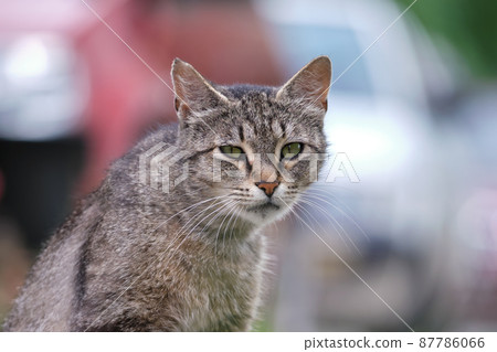 Big gray stray cat resting on steet outdoors in summer 87786066