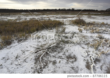 Salty soil in a semi desert environment, La Pampa province, Patagonia, Argentina. 87786115