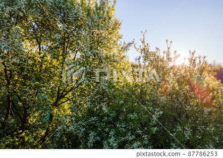 Aerial view of blooming garden with white blossoming trees in early spring at sunset 87786253