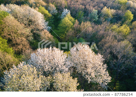 Aerial view of blooming garden with white blossoming trees in early spring at sunset Aerial view of blooming garden with white blossoming trees in early spring at sunset 87786254