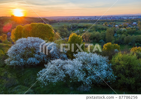 Aerial view of blooming garden with white blossoming trees in early spring at sunset Aerial view of blooming garden with white blossoming trees in early spring at sunset 87786256