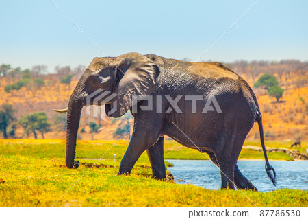 African elephant fording the river African elephant fording the river 87786530