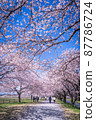 Cherry blossoms in full bloom and blue sky 87786724