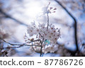 Yoshino cherry tree and flare in full bloom in the sun 87786726