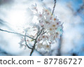Yoshino cherry tree and ghost in full bloom in the sun 87786727