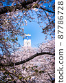Yoshino cherry tree in full bloom and clock tower 87786728
