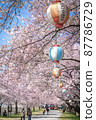Cherry blossom trees and lanterns blooming on the riverbed 87786729