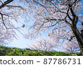 Cherry blossom trees and lanterns blooming on the riverbed 87786731