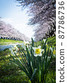 Narcissus and Yoshino cherry blossoms blooming on the riverbank 87786736