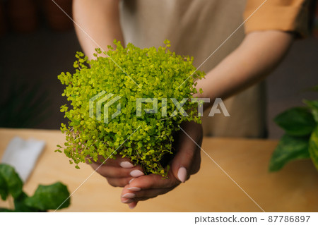 Close-up high-angle view of unrecognizable female florist in apron holding in hands pot with Soleirolia plant standing in floral shop, selective focus. Woman gardener posing with houseplants at home. 87786897