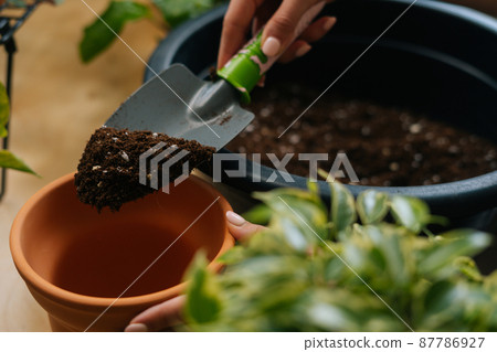Close-up high-angle view of unrecognizable young woman gardener in apron working with ground planting pot plants at table in home. Florist transplanting flowers in own floral shop in greenhouse. Close-up high-angle view of unrecognizable young woman gardener in apron working with ground planting pot plants at table in home. Florist transplanting flowers in own floral shop in greenhouse. 87786927
