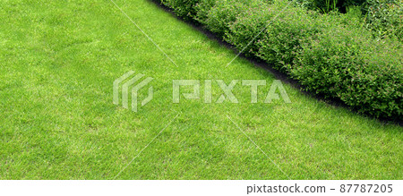 green lawn of turf lawn in backyard with garden bed and bushes growth, natural eco friendly background on theme of gardening and parks landscape with copy space. 87787205