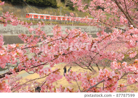 Hakone Yumoto, a 1000-type train on the Odakyu Line that runs surrounded by Kawazu cherry blossoms in full bloom 87787599