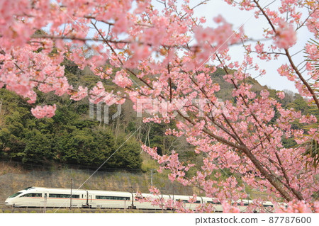 A romance car VSE Hakone Yumoto that goes to the last spring surrounded by Kawazu cherry blossoms in full bloom A romance car VSE Hakone Yumoto that goes to the last spring surrounded by Kawazu cherry blossoms in full bloom 87787600