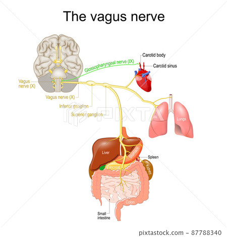vagus nerve. parasympathetic nervous system. Medical diagram. vagus nerve. parasympathetic nervous system. Medical diagram. 87788340
