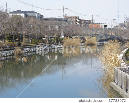 Shinkawa Senbonzakura, Shinkawa, Edogawa-ku Shinkawa Senbonzakura, Shinkawa, Edogawa-ku 87788972