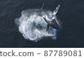 Humpback whale jumps out of the water 87789081