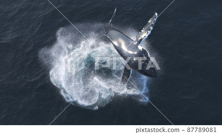 Humpback whale jumps out of the water Humpback whale jumps out of the water 87789081