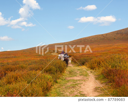 Small caravan on distance of horses on a summer mountain slope goes through thickets of dwarf birch. Drop-off of tourists on horseback. Small caravan on distance of horses on a summer mountain slope goes through thickets of dwarf birch. Drop-off of tourists on horseback. 87789083