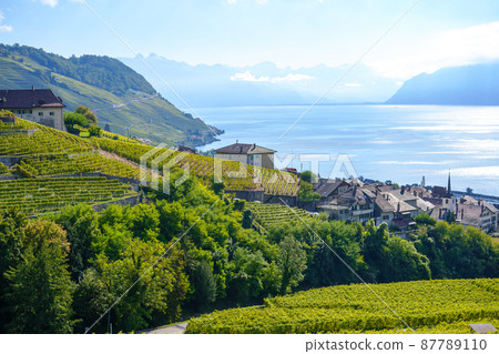 瑞士拉沃的葡萄園 87789110