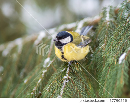 Cute bird Great tit, songbird sitting on the fir branch with snow in winter Cute bird Great tit, songbird sitting on the fir branch with snow in winter 87790256