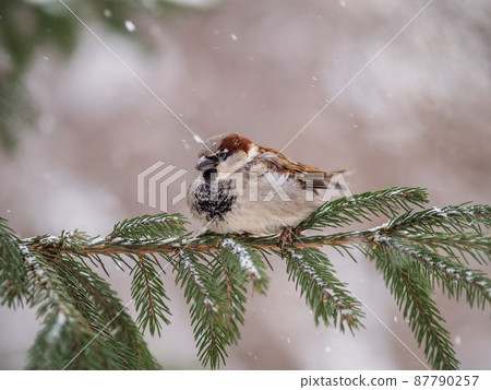 Sparrow sits on a fir branch with snow in winter Sparrow sits on a fir branch with snow in winter 87790257