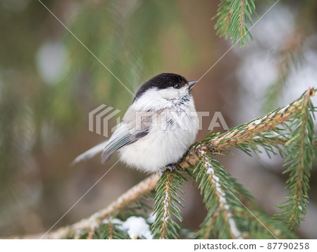 Cute bird the willow tit, song bird sitting on the fir branch with snow in winter Cute bird the willow tit, song bird sitting on the fir branch with snow in winter 87790258