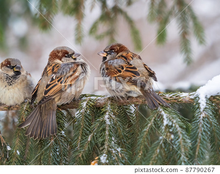 Three Sparrows sits on a fir branch in the autumn or winter Three Sparrows sits on a fir branch in the autumn or winter 87790267