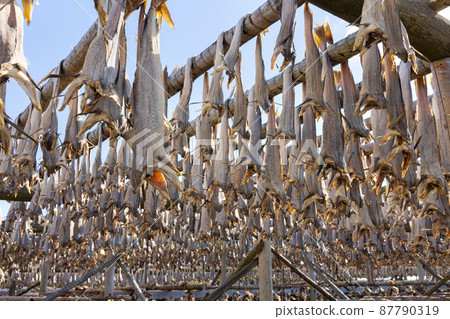 Cod fish drying on traditional wooden racks in the sun in Lofoten Islands, Norway, Europe Cod fish drying on traditional wooden racks in the sun in Lofoten Islands, Norway, Europe 87790319