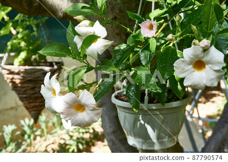 Beautiful flowers in the garden Beautiful flowers in the garden 87790574