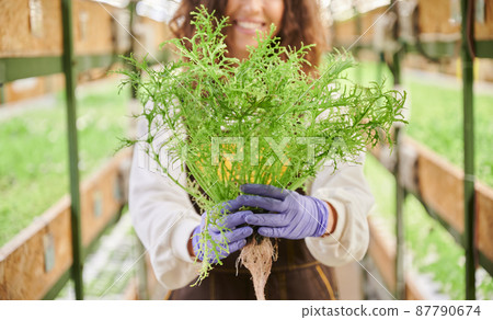 Close up of woman hands in garden gloves holding green leafy plant. Female gardener standing in aisle between racks with plants in greenhouse. Close up of woman hands in garden gloves holding green leafy plant. Female gardener standing in aisle between racks with plants in greenhouse. 87790674