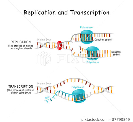 DNA Replication and Transcription DNA Replication and Transcription 87790849