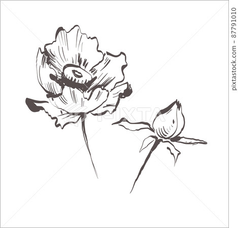Vector poppy. Floral botanical flower. Wild spring leaf wildflower isolated. Vector wildflower for background, texture, wrapper pattern, frame or border Vector poppy. Floral botanical flower. Wild spring leaf wildflower isolated. Vector wildflower for background, texture, wrapper pattern, frame or border 87791010