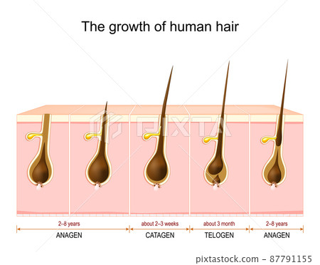 Hair growth cycle from anagen and catagen to telogen phase Hair growth cycle from anagen and catagen to telogen phase 87791155