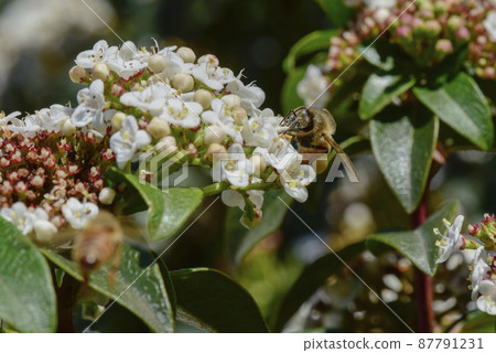 Bee on flowers in spring 87791231
