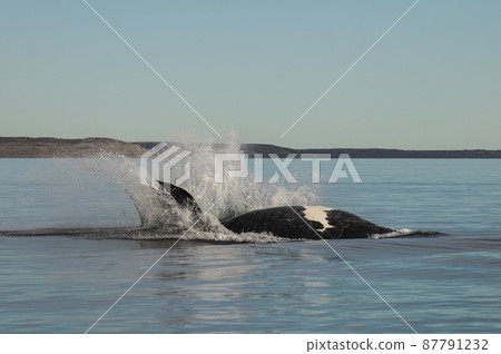 Whale jumping in Peninsula Valdes,, Patagonia, Argentina Whale jumping in Peninsula Valdes,, Patagonia, Argentina 87791232