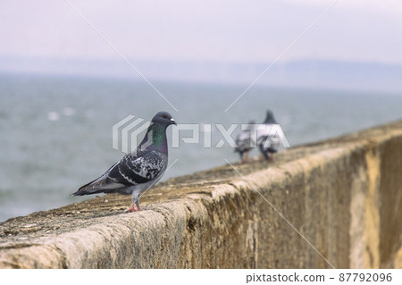 Pigeons on Heugh breakwater pier in stormy, cloudy weather Pigeons on Heugh breakwater pier in stormy, cloudy weather 87792096