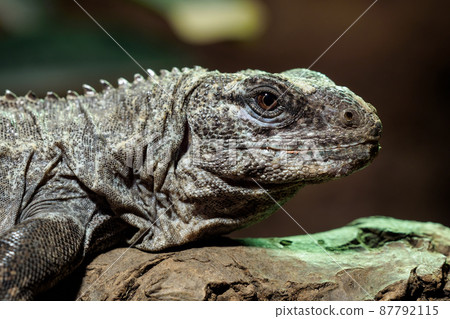 The Utila Iguana on a branch (Ctenosaura bakeri) is a critically endangered lizard species. The Utila Iguana on a branch (Ctenosaura bakeri) is a critically endangered lizard species. 87792115