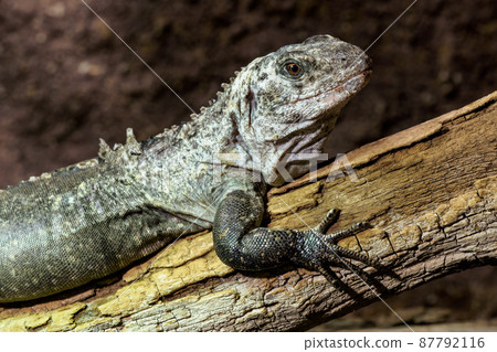 The Utila Iguana on a branch (Ctenosaura bakeri) is a critically endangered lizard species. The Utila Iguana on a branch (Ctenosaura bakeri) is a critically endangered lizard species. 87792116