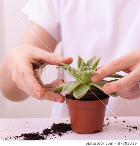 A child transplants a flower from a small pot into a large one. Children's hands close up. Plant in children's hands. flower transplant A child transplants a flower from a small pot into a large one. Children's hands close up. Plant in children's hands. flower transplant 87792319