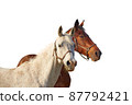 Two horses - bay and gray isolated on a white background. 87792421