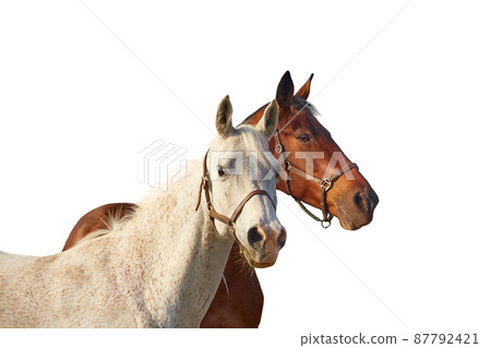Two horses - bay and gray isolated on a white background. Two horses - bay and gray isolated on a white background. 87792421