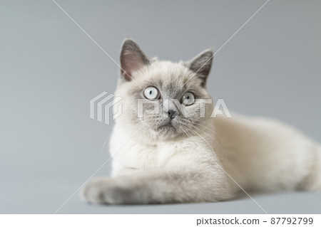 小貓暹羅貓 小貓暹羅貓 87792799