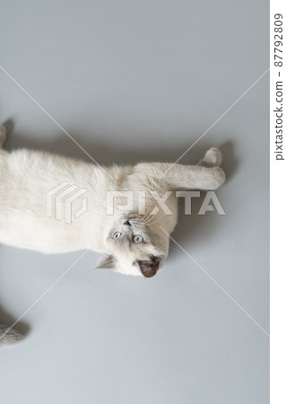 小貓暹羅貓 小貓暹羅貓 87792809