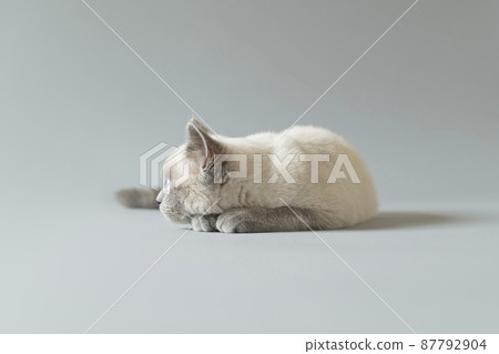 小貓暹羅貓 小貓暹羅貓 87792904