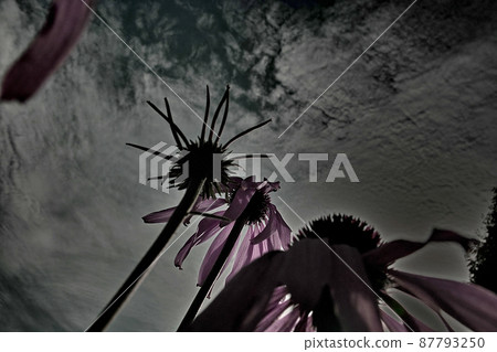 秋日的天空秋日的花朵 秋日的天空秋日的花朵 87793250