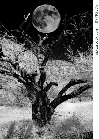 Desert Moon 87793376