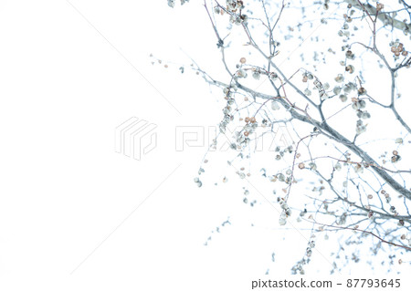 Scenery of trees in winter gardens and parks. Scenery of trees in winter gardens and parks. 87793645