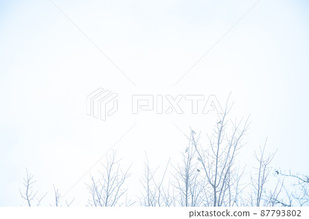 麻雀在樹上休息 麻雀在樹上休息 87793802